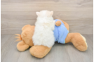 Pomeranian Pup Being Cute