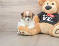 7 week old Pomeranian Puppy For Sale - Simply Southern Pups