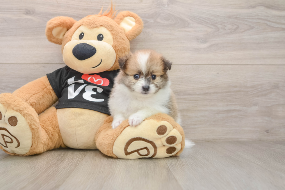 Small Pomeranian Purebred Pup