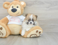 7 week old Pomeranian Puppy For Sale - Simply Southern Pups