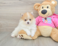 6 week old Pomeranian Puppy For Sale - Simply Southern Pups