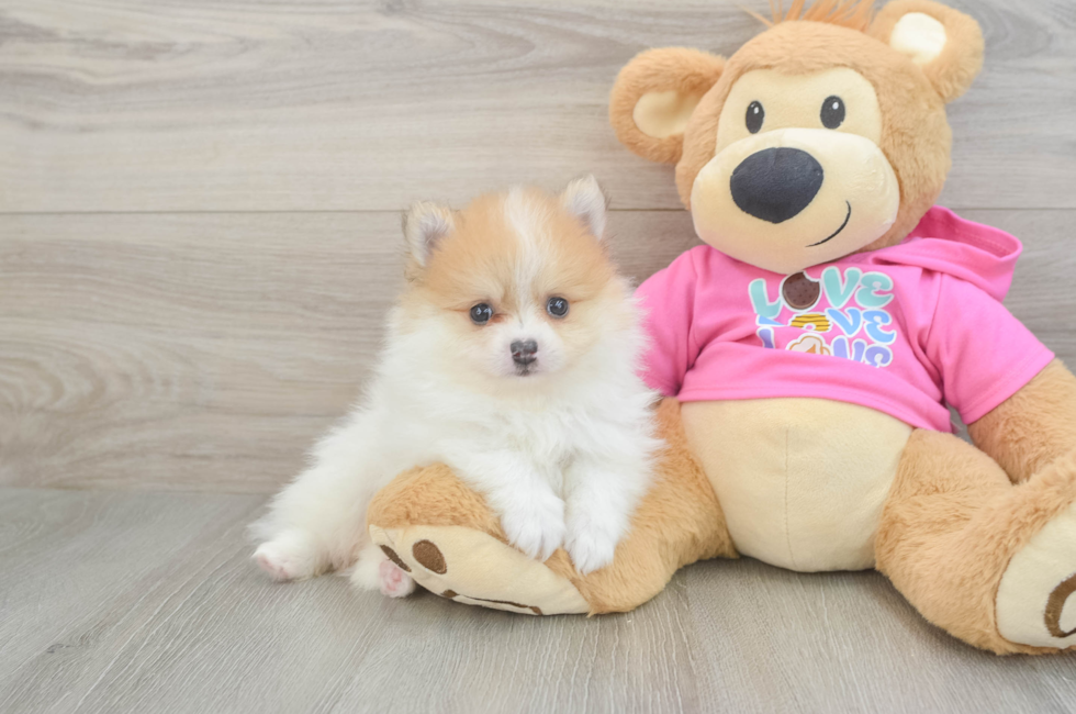6 week old Pomeranian Puppy For Sale - Simply Southern Pups