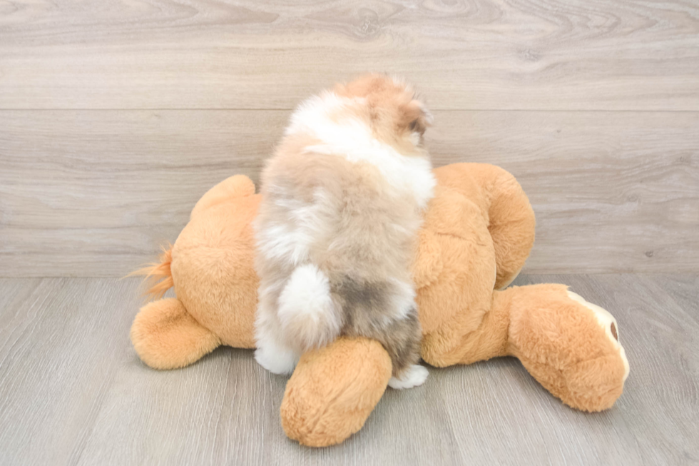 Best Pomeranian Baby