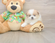 7 week old Pomeranian Puppy For Sale - Simply Southern Pups