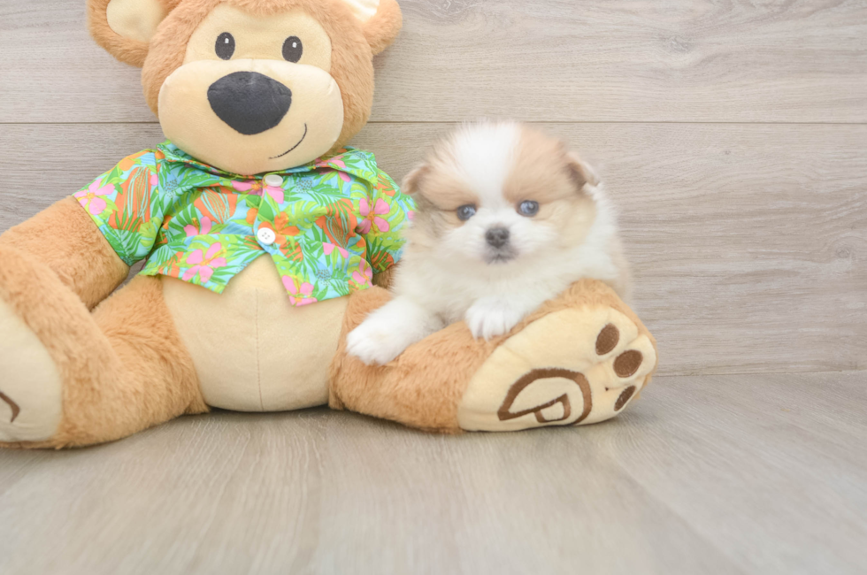 5 week old Pomeranian Puppy For Sale - Simply Southern Pups