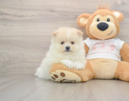 8 week old Pomeranian Puppy For Sale - Simply Southern Pups