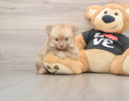 8 week old Pomeranian Puppy For Sale - Simply Southern Pups