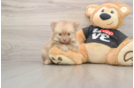 Pomeranian Pup Being Cute