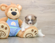 8 week old Pomeranian Puppy For Sale - Simply Southern Pups