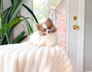 11 week old Pomeranian Puppy For Sale - Simply Southern Pups