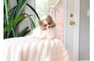 Cute Pom Purebred Puppy