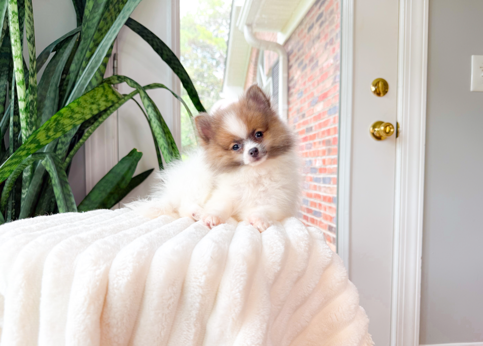 Cute Pom Purebred Puppy