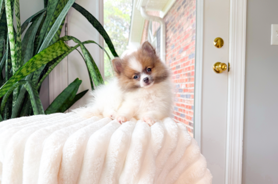 Cute Pom Purebred Puppy