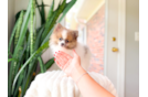 Best Pomeranian Baby