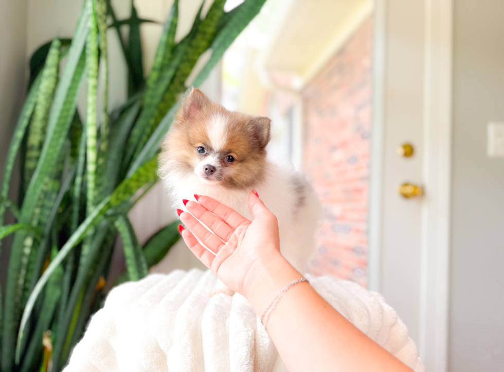 Best Pomeranian Baby
