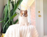9 week old Pomeranian Puppy For Sale - Simply Southern Pups