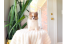 Cute Pomeranian Purebred Pup