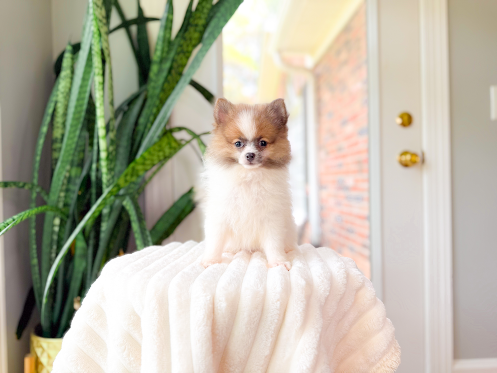 Cute Pomeranian Purebred Pup