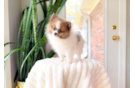 Best Pomeranian Baby