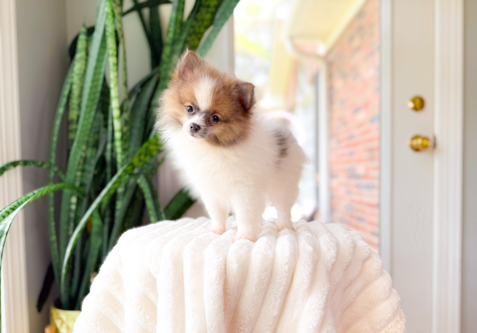Best Pomeranian Baby