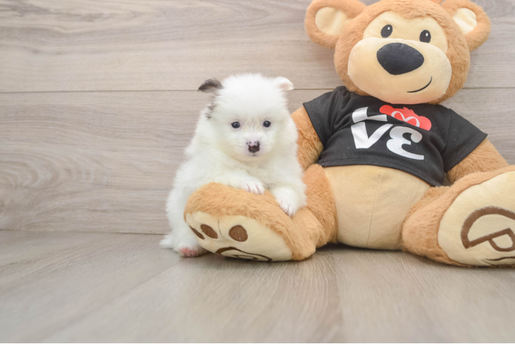 Playful Pomeranian Baby