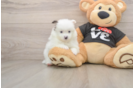 Playful Pomeranian Baby