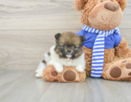 7 week old Pomeranian Puppy For Sale - Simply Southern Pups