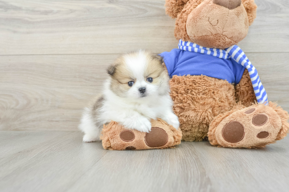 Pomeranian Pup Being Cute