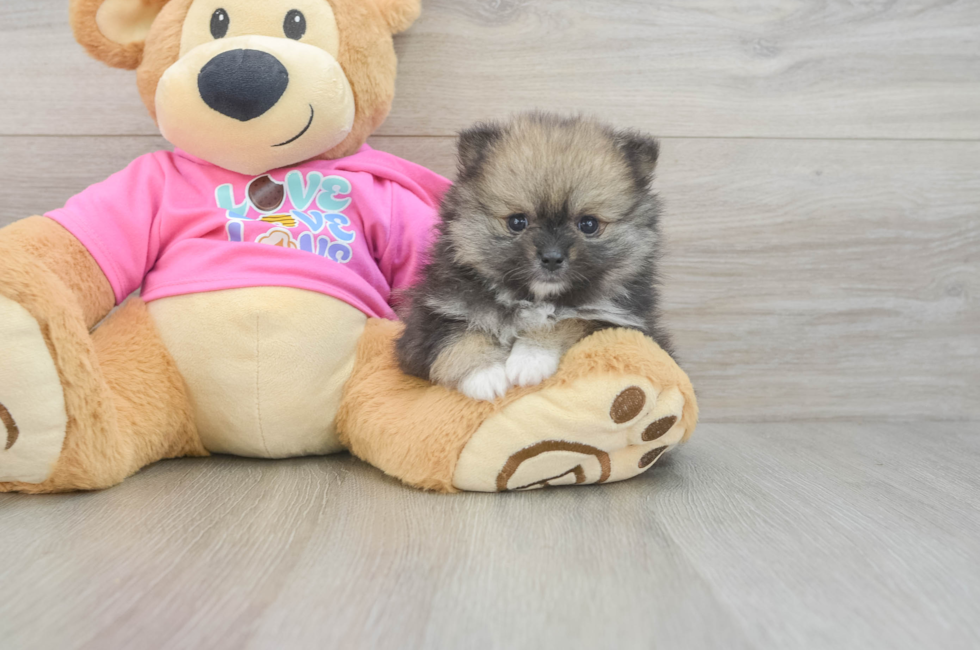 6 week old Pomeranian Puppy For Sale - Simply Southern Pups