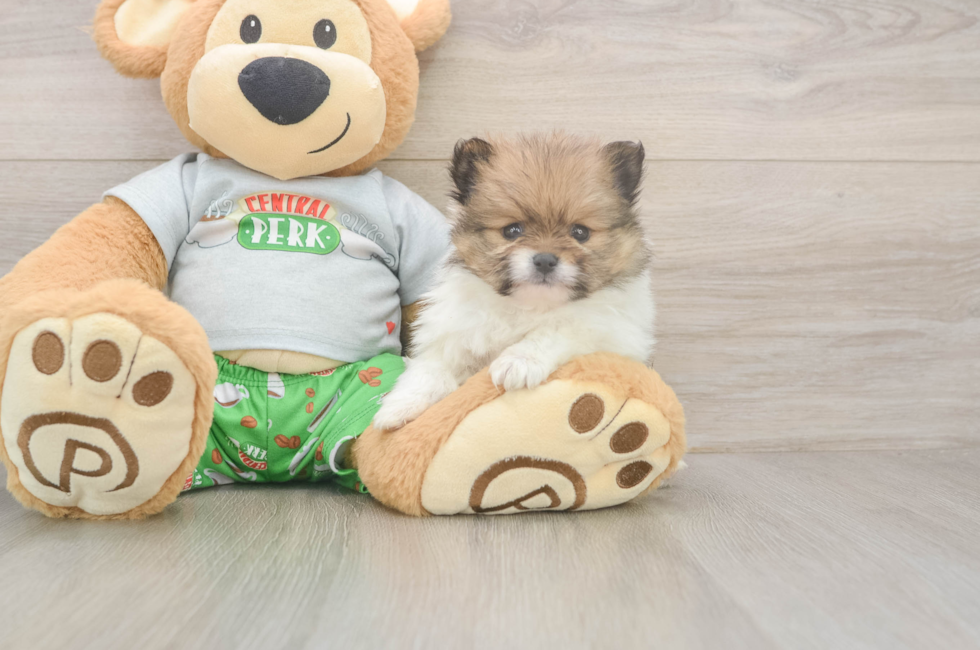 5 week old Pomeranian Puppy For Sale - Simply Southern Pups