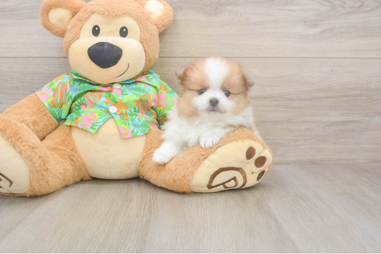 Fluffy Dwarf Spitz Purebred Puppy