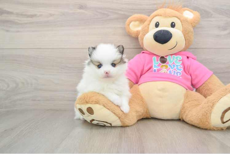 Little Pomeranian Baby