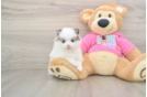 Little Pomeranian Baby