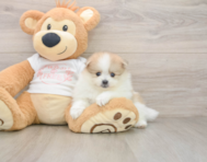 8 week old Pomeranian Puppy For Sale - Simply Southern Pups
