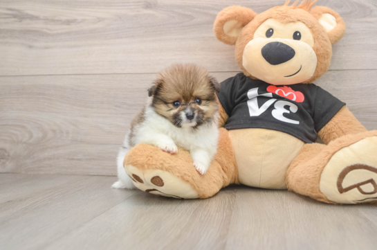 Little Pomeranian Purebred Pup