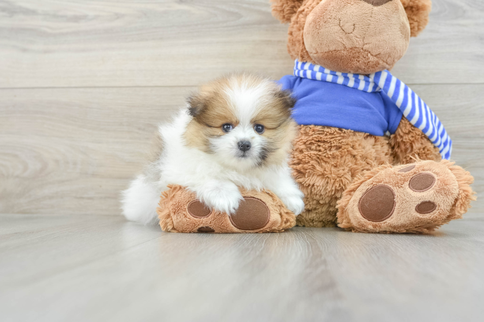 Pomeranian Pup Being Cute