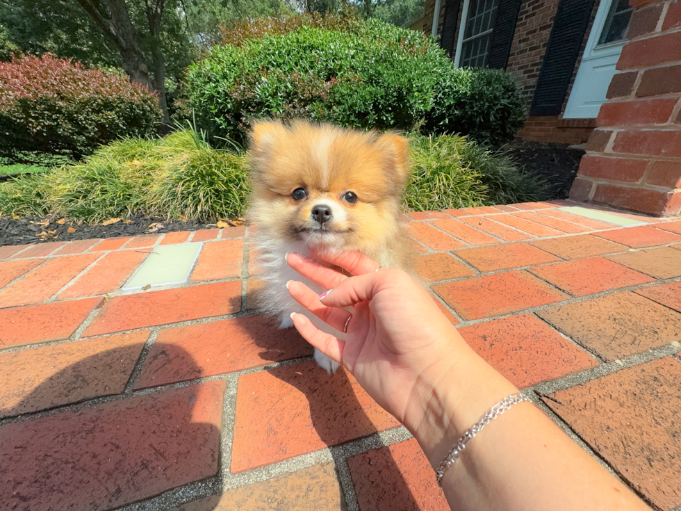 Pomeranian Puppy for Adoption