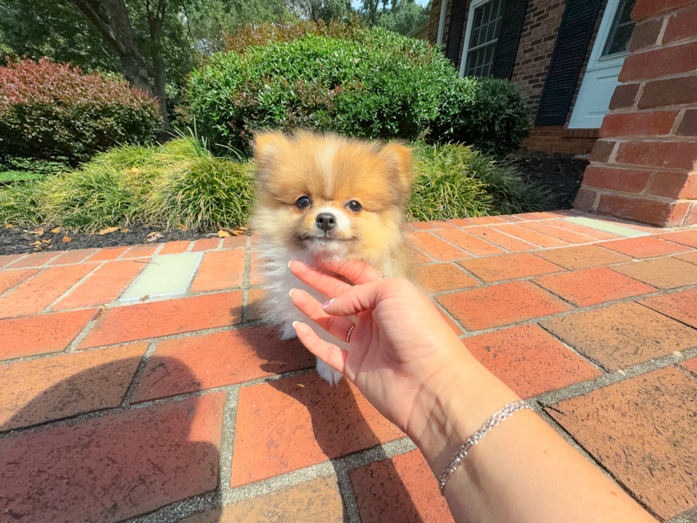 Pomeranian Puppy for Adoption