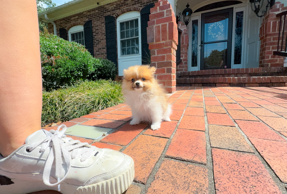 Cute Pomeranian Purebred Pup