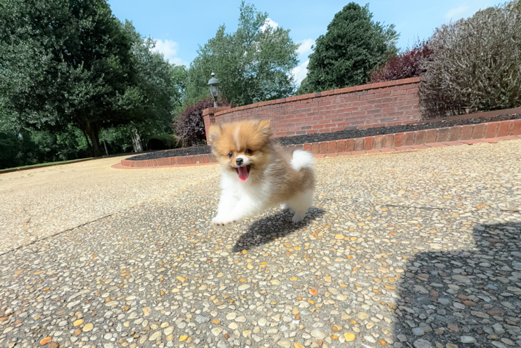 Cute Pomeranian Baby