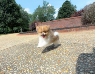 9 week old Pomeranian Puppy For Sale - Simply Southern Pups