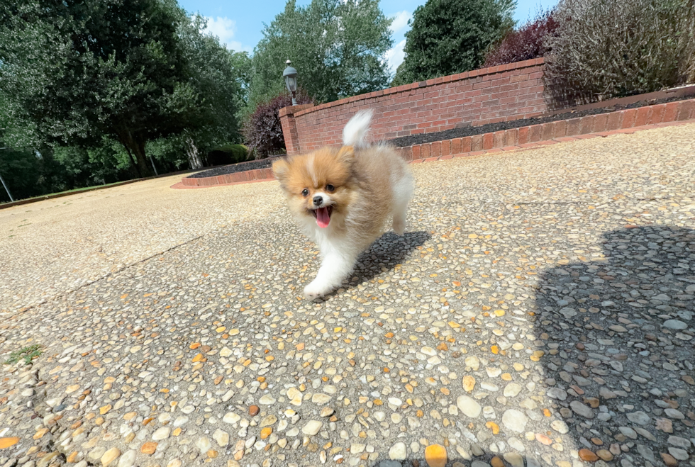 Cute Swergspitz Purebred Puppy