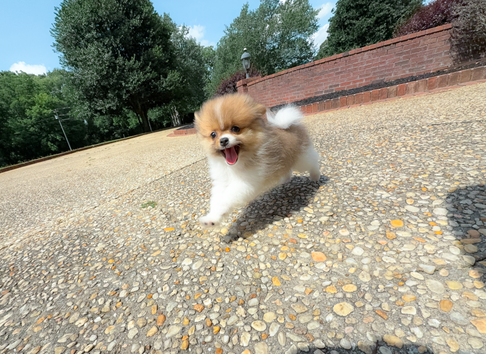 Cute Pomeranian Baby