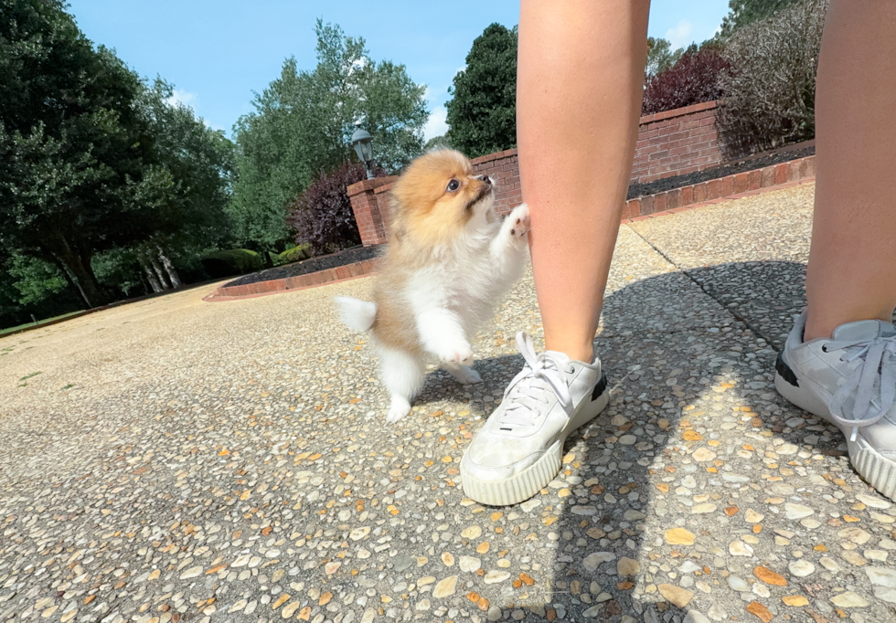 Cute Pomeranian Purebred Pup