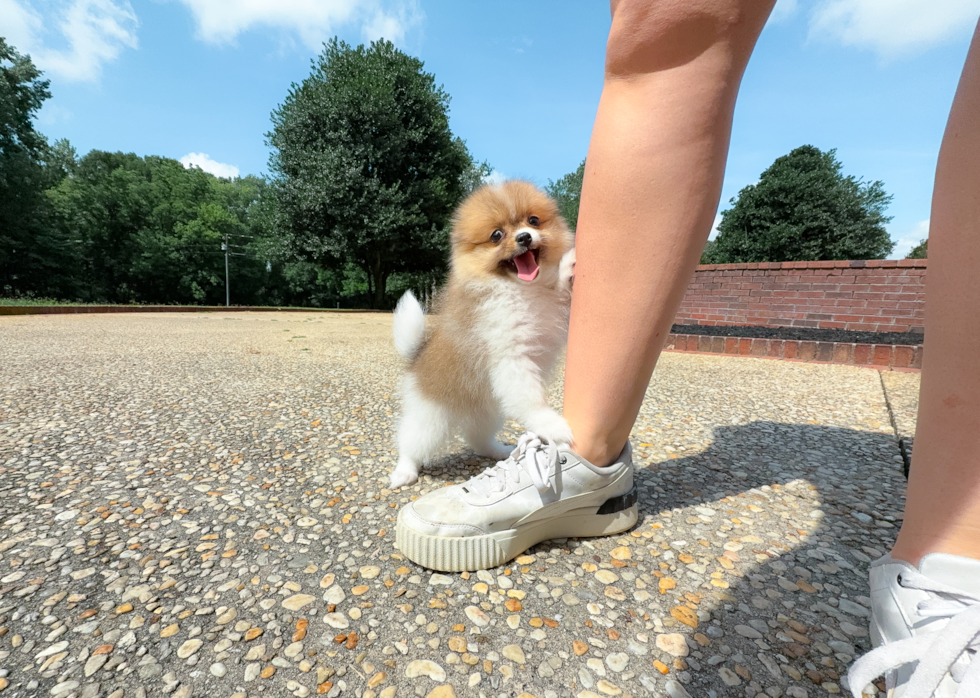 Pomeranian Pup Being Cute