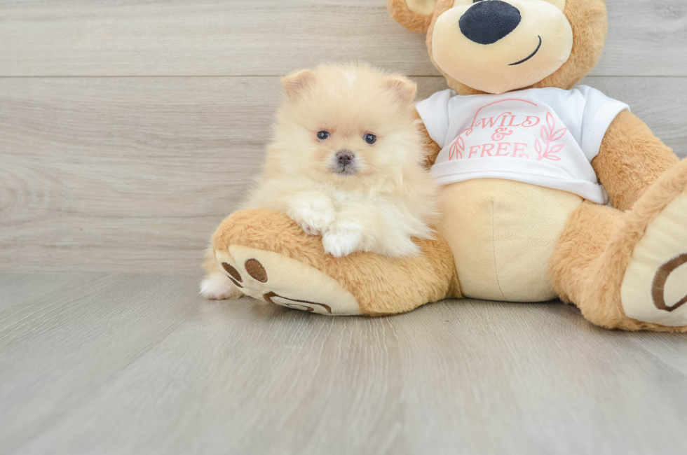7 week old Pomeranian Puppy For Sale - Simply Southern Pups