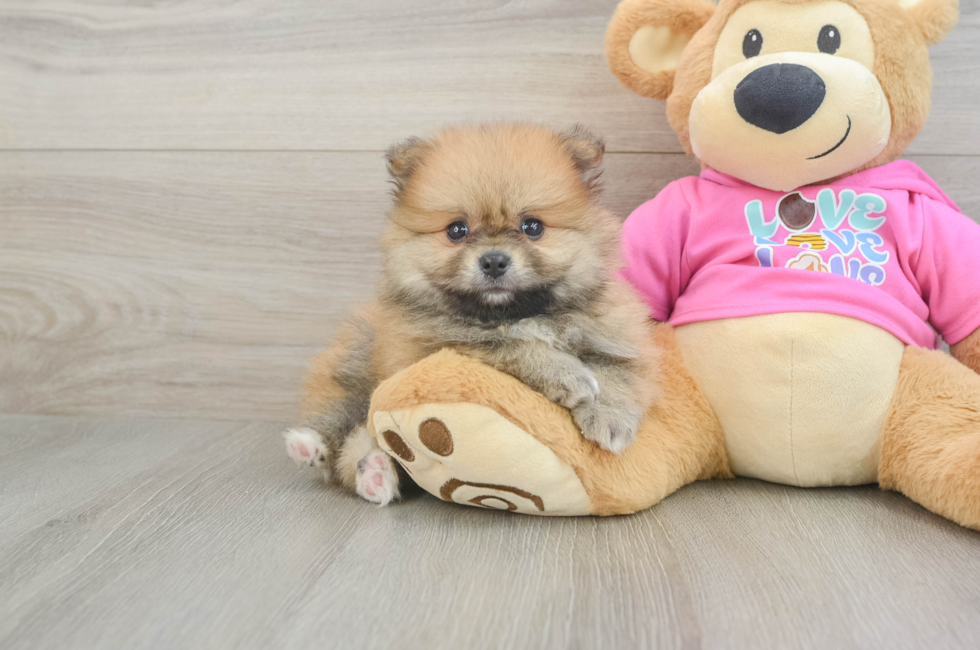 6 week old Pomeranian Puppy For Sale - Simply Southern Pups