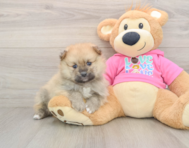 8 week old Pomeranian Puppy For Sale - Simply Southern Pups