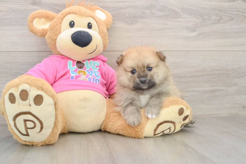 Petite Deutscher Spitz Purebred Puppy