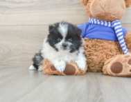 8 week old Pomeranian Puppy For Sale - Simply Southern Pups